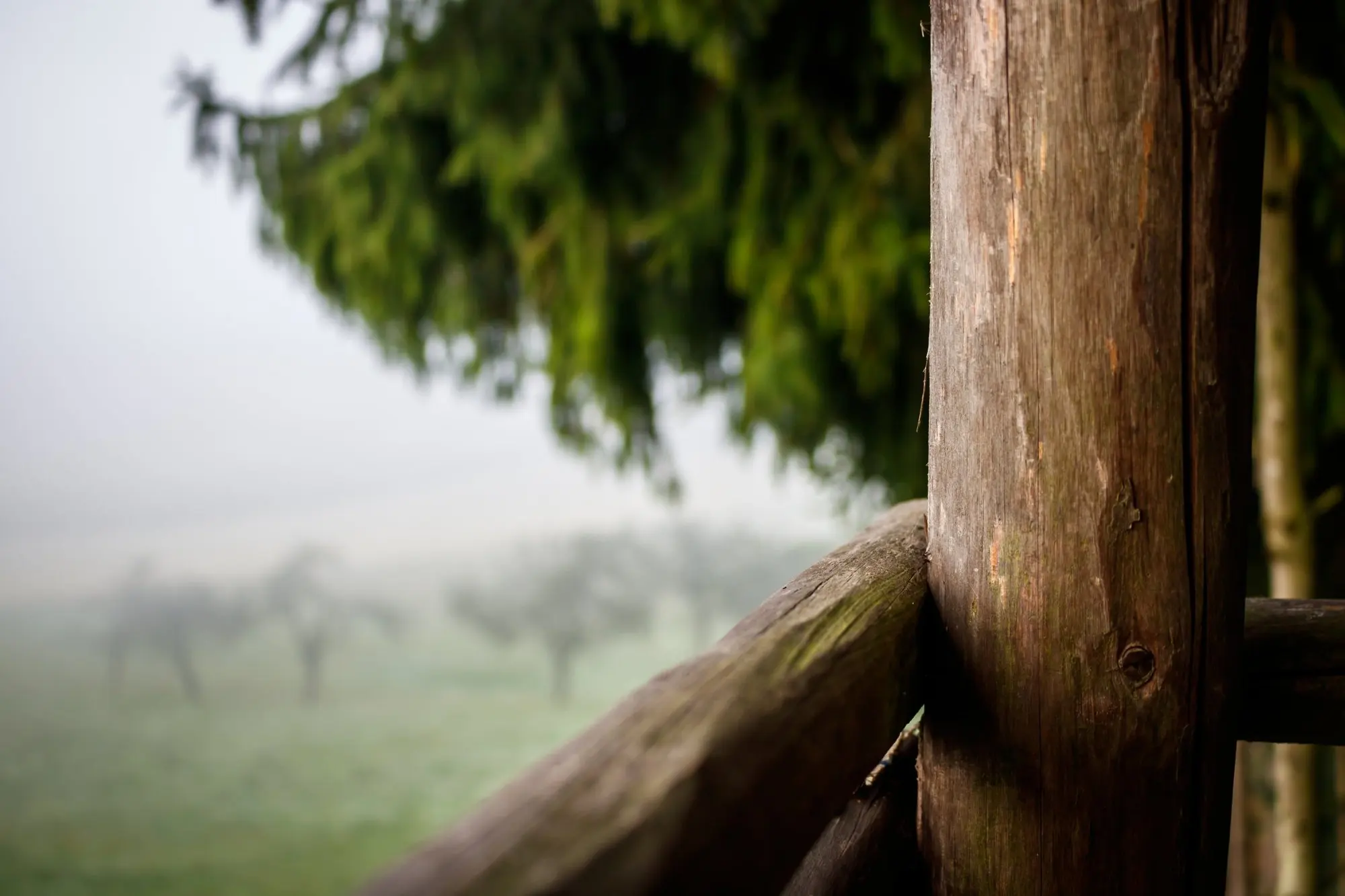 Holzgeländer unter einer Tanne, dahinter Obstbäume im Morgennebel