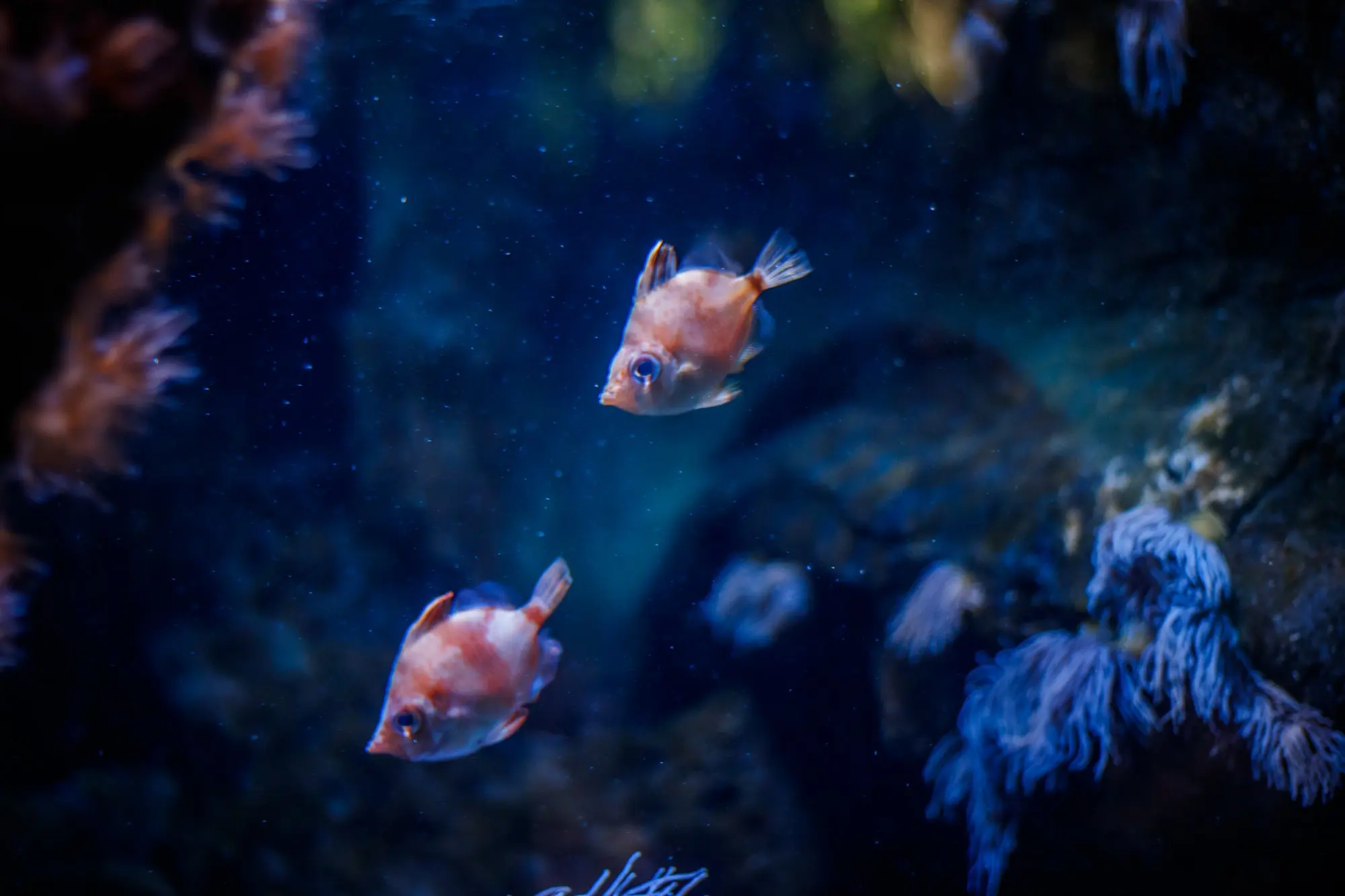 Zwei orangefarbene Fische zwischen Korallen im blauen Aquariumlicht