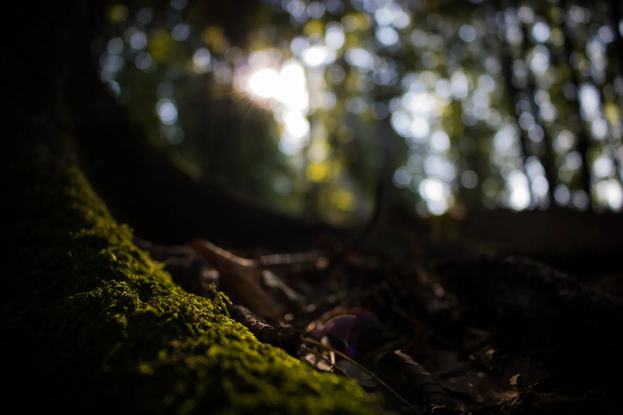 Moos auf einer Baumwurzel im Wald, dahinter Gegenlicht zwischen den Bäumen