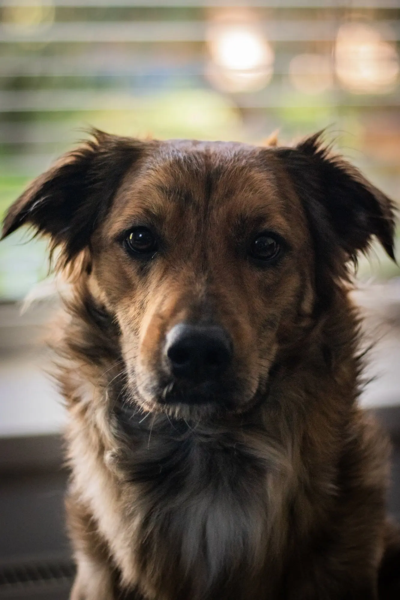 Porträt von Balu, einem braun-schwarzen Hund, der in die Kamera schaut